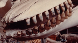 monacoskull.jpg